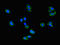COMM domain-containing protein 1 antibody, orb46447, Biorbyt, Immunofluorescence image 