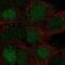 Triosephosphate Isomerase 1 antibody, NBP2-56753, Novus Biologicals, Immunofluorescence image 