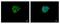 Doublecortin Like Kinase 2 antibody, PA5-21711, Invitrogen Antibodies, Immunofluorescence image 