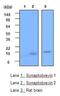 Vesicle Associated Membrane Protein 2 antibody, GTX53789, GeneTex, Western Blot image 