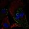 Guanylate Cyclase Activator 1C antibody, HPA041597, Atlas Antibodies, Immunofluorescence image 