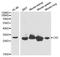 Carbonic Anhydrase 2 antibody, MBS126960, MyBioSource, Western Blot image 