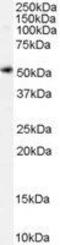 Solute Carrier Family 7 Member 11 antibody, GTX89082, GeneTex, Western Blot image 