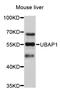 Ubiquitin Associated Protein 1 antibody, STJ26827, St John