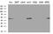 Guanine nucleotide-binding protein G(s) subunit alpha isoforms short antibody, MA5-27123, Invitrogen Antibodies, Western Blot image 