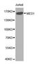 PBP antibody, MBS127897, MyBioSource, Western Blot image 