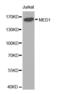 Mediator Complex Subunit 1 antibody, MBS127897, MyBioSource, Western Blot image 