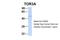 Torsin Family 3 Member A antibody, GTX47772, GeneTex, Western Blot image 