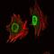 POU Class 5 Homeobox 1 antibody, GTX82755, GeneTex, Immunofluorescence image 
