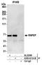 Arginyl Aminopeptidase antibody, A305-611A-M, Bethyl Labs, Immunoprecipitation image 