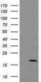 Ubiquitin Conjugating Enzyme E2 G2 antibody, MA5-26096, Invitrogen Antibodies, Western Blot image 