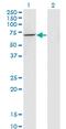 USH1 Protein Network Component Harmonin antibody, MA5-20917, Invitrogen Antibodies, Western Blot image 