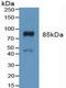 Fibroblast Growth Factor Receptor 3 antibody, LS-C293910, Lifespan Biosciences, Western Blot image 