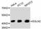 Egl-9 Family Hypoxia Inducible Factor 2 antibody, STJ113139, St John