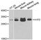 H1 Histone Family Member 0 antibody, A3298, ABclonal Technology, Western Blot image 