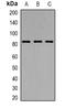 CAT2 antibody, orb382093, Biorbyt, Western Blot image 