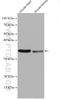 Coenzyme Q3, Methyltransferase antibody, 28051-1-AP, Proteintech Group, Western Blot image 