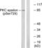 Protein Kinase C Epsilon antibody, LS-C199452, Lifespan Biosciences, Western Blot image 