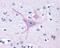 G Protein-Coupled Receptor 32 antibody, NLS1678, Novus Biologicals, Immunohistochemistry frozen image 