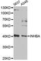 Inhibin Subunit Beta A antibody, STJ28400, St John