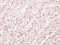 Lamin B2 antibody, NBP2-19325, Novus Biologicals, Immunohistochemistry frozen image 