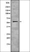 Zinc Finger Protein 497 antibody, orb335226, Biorbyt, Western Blot image 