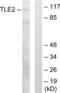 Transducin-like enhancer protein 2 antibody, abx013577, Abbexa, Western Blot image 