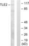 TLE Family Member 2, Transcriptional Corepressor antibody, abx013577, Abbexa, Western Blot image 