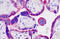 Mitogen-Activated Protein Kinase Kinase Kinase Kinase 3 antibody, MBS248868, MyBioSource, Immunohistochemistry frozen image 
