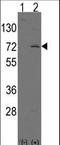 Leucine Rich Repeat And Ig Domain Containing 1 antibody, LS-C100860, Lifespan Biosciences, Western Blot image 