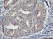 Reticulon 4 Interacting Protein 1 antibody, LS-C337592, Lifespan Biosciences, Immunohistochemistry paraffin image 