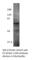 RIC8 Guanine Nucleotide Exchange Factor A antibody, RIC8A-101AP, FabGennix, Western Blot image 