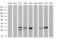 Kallikrein-8 antibody, MA5-26252, Invitrogen Antibodies, Western Blot image 