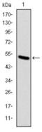 Kinesin Family Member 22 antibody, abx011751, Abbexa, Western Blot image 