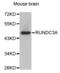 RUN Domain Containing 3A antibody, abx002412, Abbexa, Western Blot image 