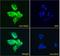 NAD(P)H Quinone Dehydrogenase 1 antibody, LS-B11145, Lifespan Biosciences, Immunofluorescence image 