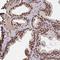 Zinc Finger Protein 593 antibody, NBP2-31766, Novus Biologicals, Immunohistochemistry frozen image 