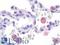 Hexosaminidase Subunit Alpha antibody, LS-B9668, Lifespan Biosciences, Immunohistochemistry paraffin image 