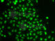 Thymocyte Selection Associated High Mobility Group Box antibody, A7050, ABclonal Technology, Immunofluorescence image 