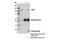 Histone Cell Cycle Regulator antibody, 12463S, Cell Signaling Technology, Immunoprecipitation image 