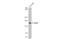 Nuclear Receptor Binding SET Domain Protein 2 antibody, GTX106306, GeneTex, Western Blot image 