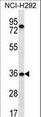 Testis Specific 13 antibody, LS-C160249, Lifespan Biosciences, Western Blot image 