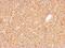 Geranylgeranyl Diphosphate Synthase 1 antibody, NBP2-16652, Novus Biologicals, Immunohistochemistry paraffin image 