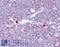CAMP Responsive Element Binding Protein 1 antibody, LS-B7562, Lifespan Biosciences, Immunohistochemistry frozen image 