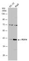 Peroxisomal Biogenesis Factor 14 antibody, PA5-78103, Invitrogen Antibodies, Western Blot image 