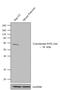 Cytochrome P450 Family 2 Subfamily A Member 6 antibody, PA1-342, Invitrogen Antibodies, Western Blot image 