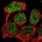 Folate Hydrolase 1 antibody, NBP1-89822, Novus Biologicals, Immunocytochemistry image 
