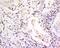 KLRD1 antibody, GTX37330, GeneTex, Immunohistochemistry paraffin image 