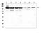 Lon Peptidase 1, Mitochondrial antibody, A03808-2, Boster Biological Technology, Western Blot image 
