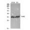 Forkhead Box N2 antibody, LS-C383542, Lifespan Biosciences, Western Blot image 